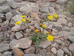 پیرگیاه رایج